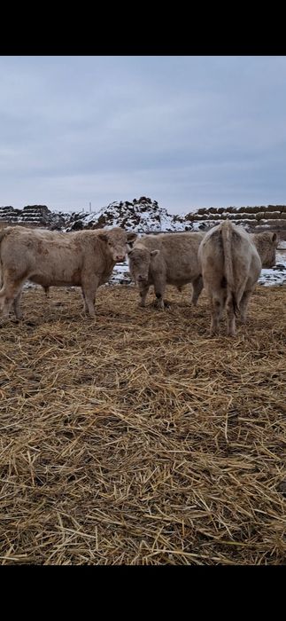 Продаются бычки 2-х годовалые и выше.