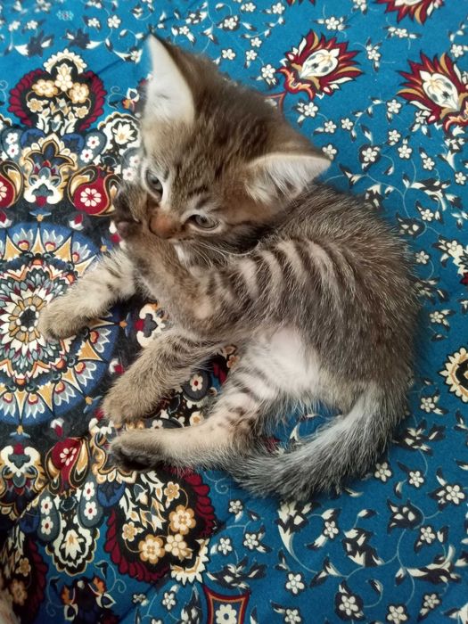 Отдам котенка хорошие руки