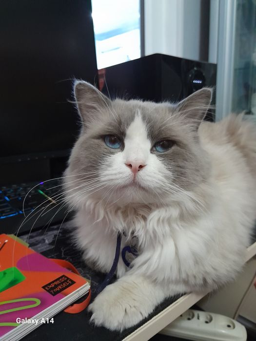 Продаётся Регдолл кот