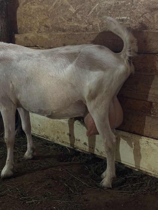 Capre de rasa - Alpina franceza , Zana