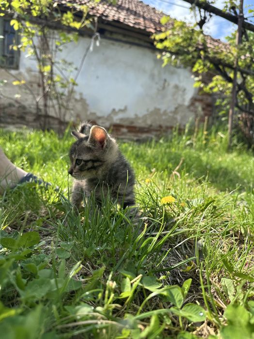 Donez pui de pisică 6 saptamani