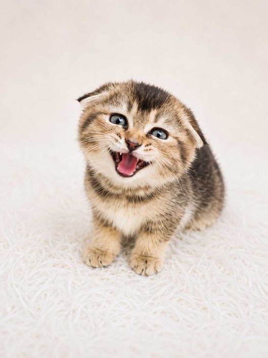 Шотландские вислоухие котята (Scottish Fold)