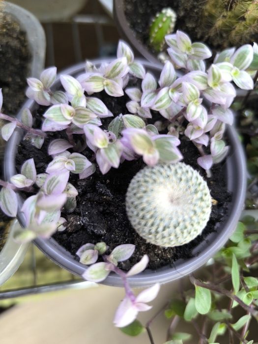 Традесканции 3 сорта