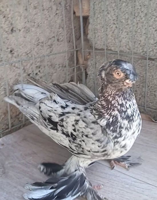 Челкарь самец взрослый