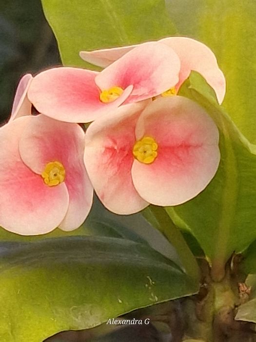 Молочай миля город Абай