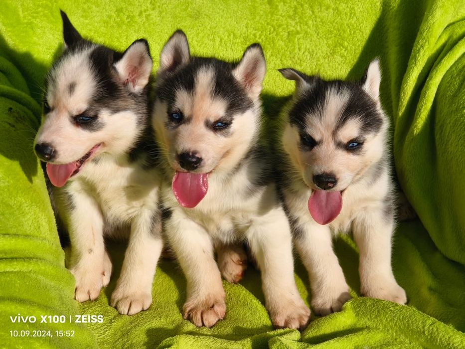 Хаски голубые глазки