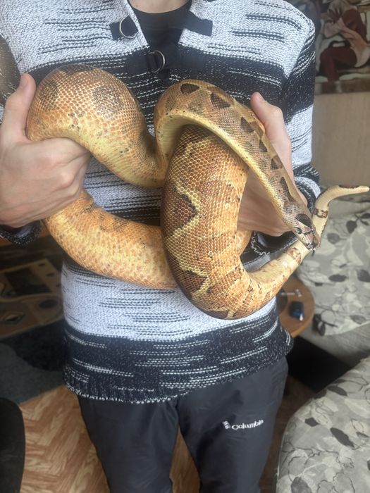 Императорский удав, самка 2.5г.