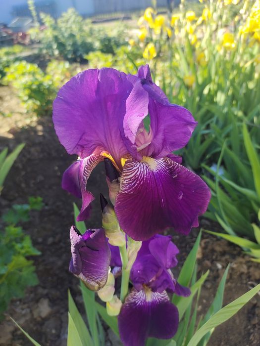 Многолетние цветы