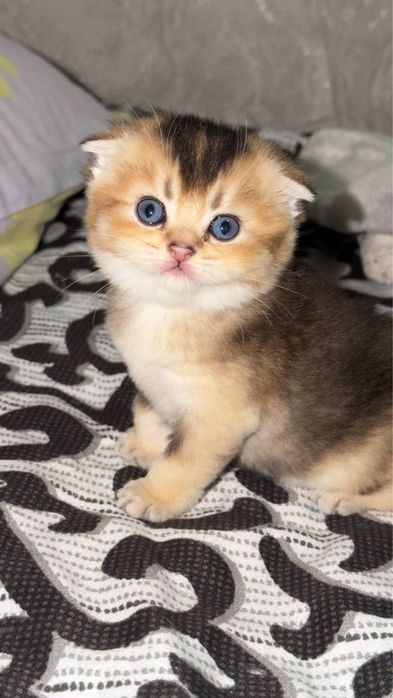 Golden chinchilla