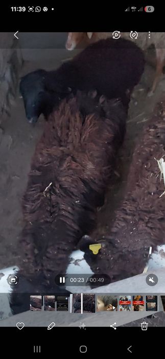 60000 м нан. 1 еркек 3 урғашы