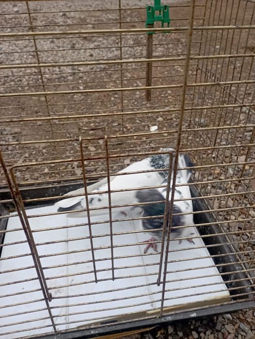 Продам голубей породистых