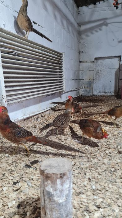 Tineret 2025 Fazan Auriu pe rosu