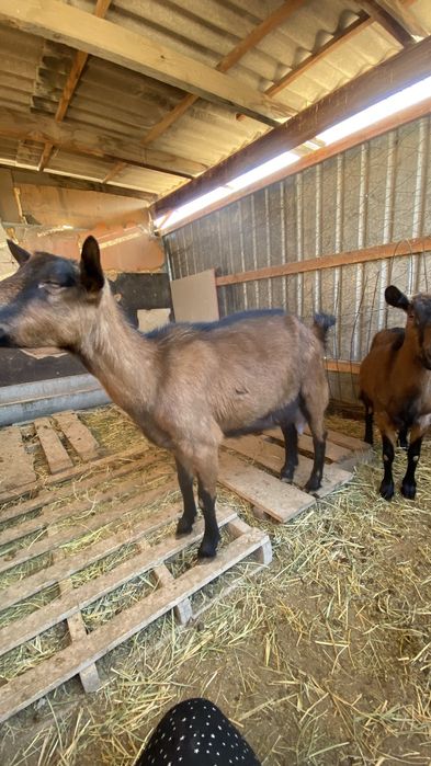 Сауын ешкі сатылады