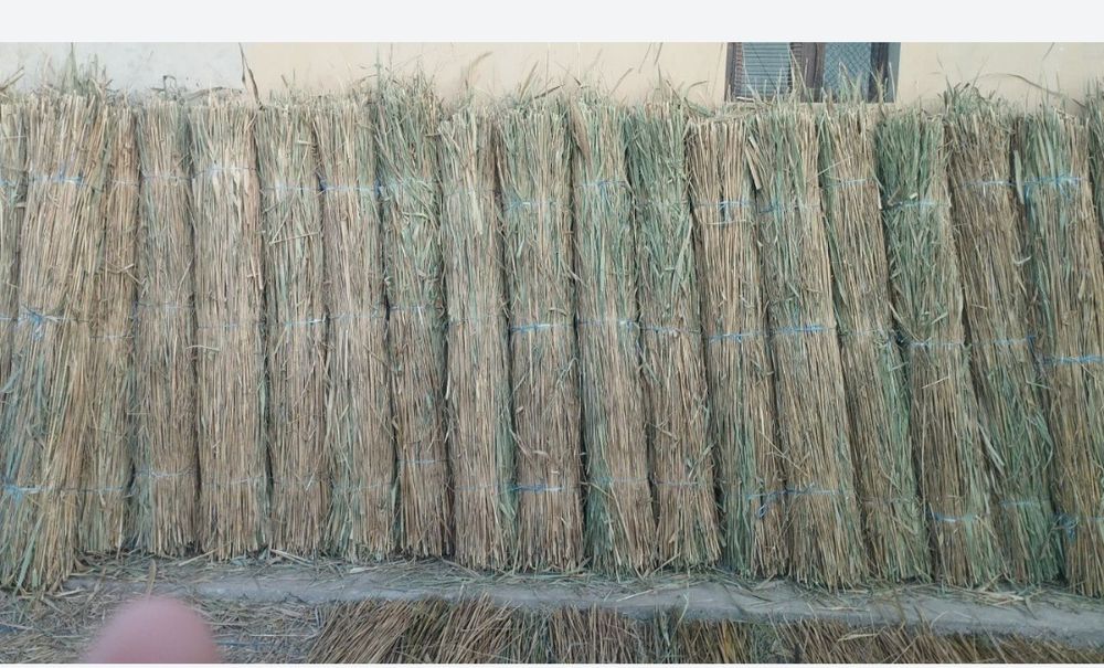 Qamich+Lomboz+Somon mayda(Xasanboyda Dastavka chiqaramiz)