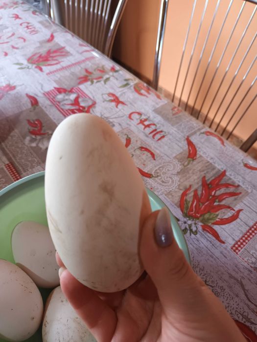 Vand gaste toulouse si rate mute