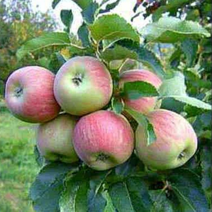Продам саженцы местной яблони