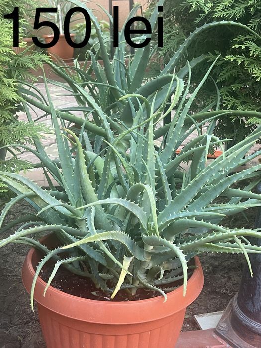 Aloe Vera la ghiveci