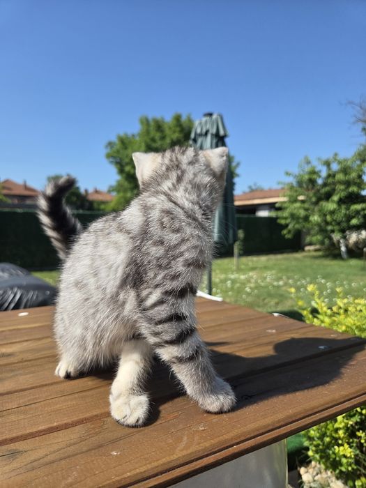 Британски котенца