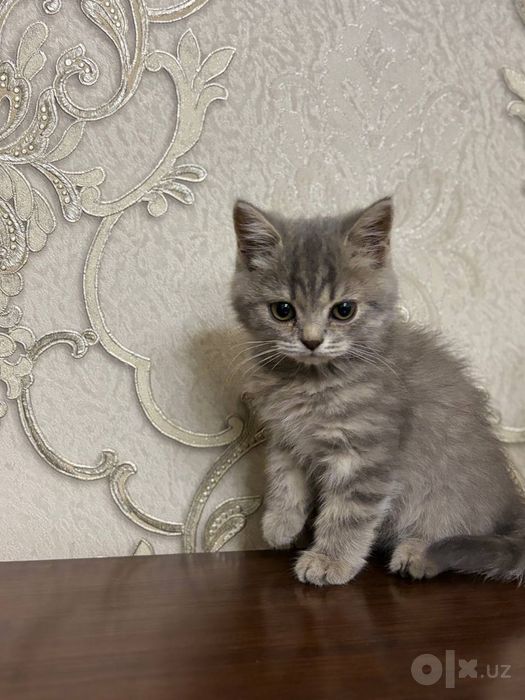 Шиншилла угил бола( мальчик)