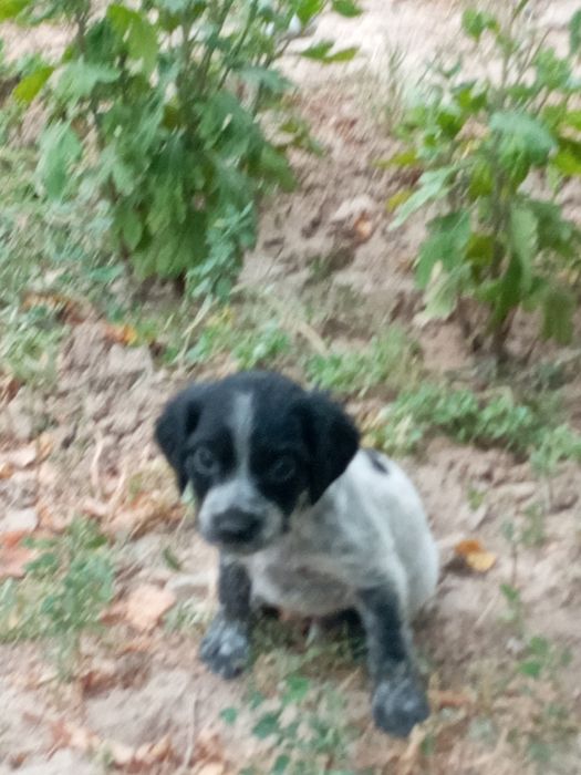 Щенок спаниель город шымкент