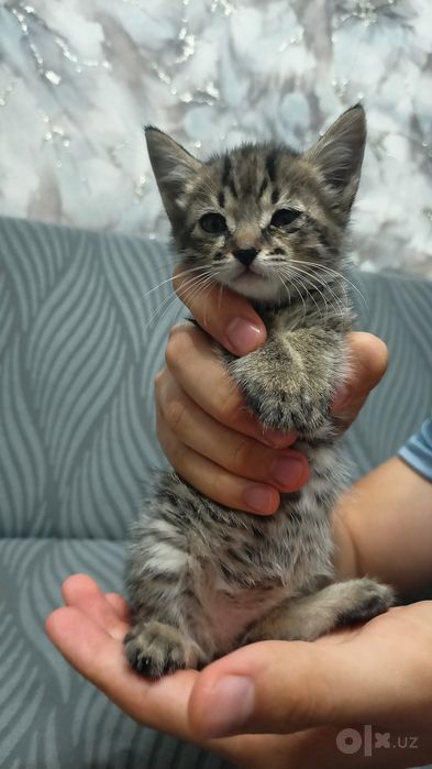 Котенка на добрых рук