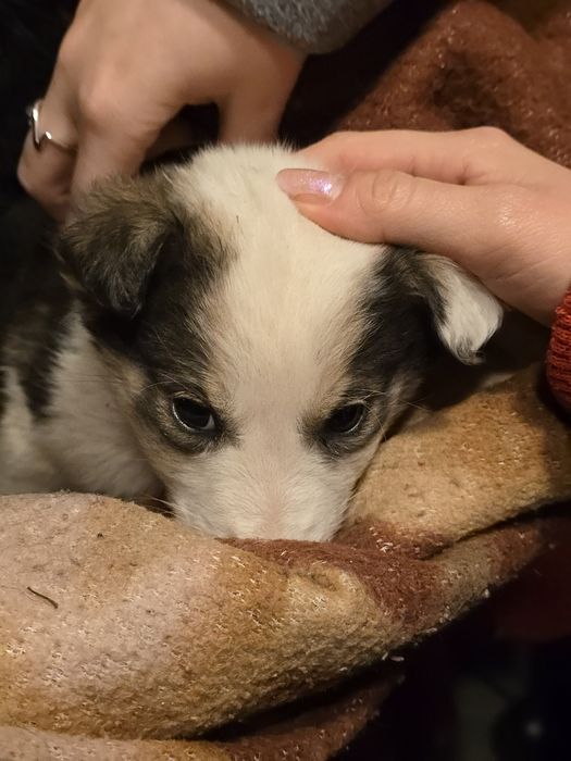 Spre adopție 2 cățeluși drăgălași