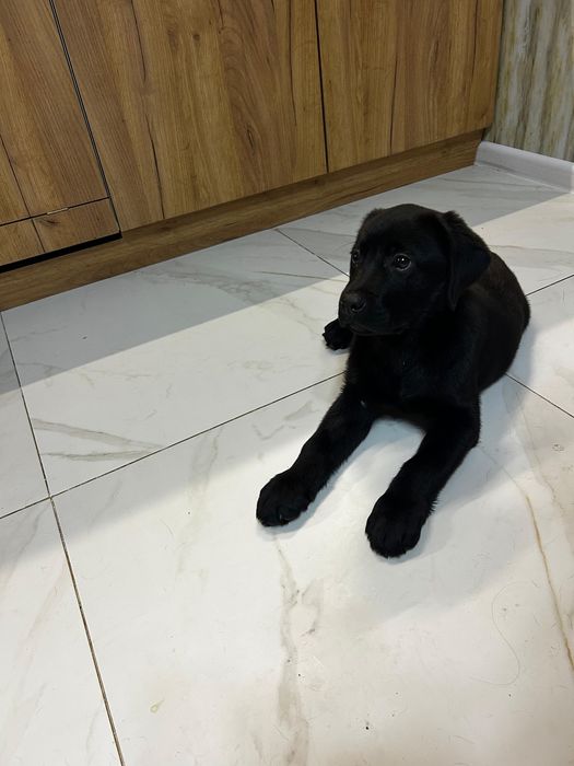 Щенок лабрадора девочка продажа