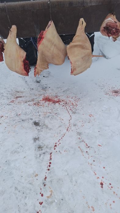 Продам Мясо свинина