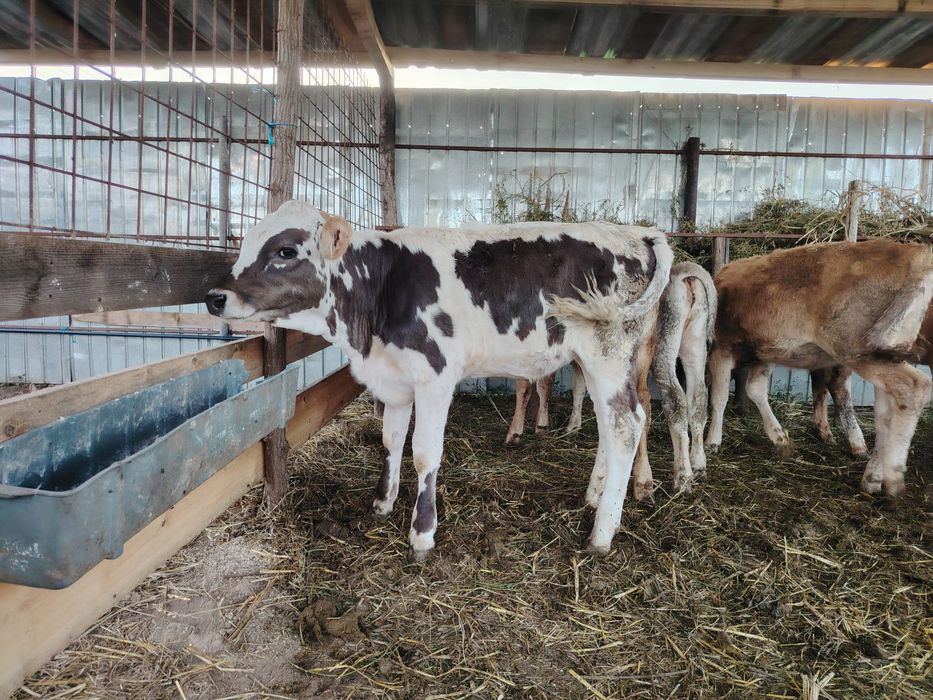Vând 5 viței 4-5 luni