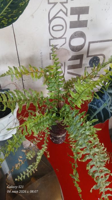 Продаю Комнотные цветы! Для Дома  Офиса  !