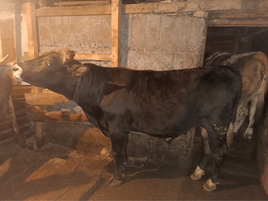 Продам  срочно быка . 1,5 года