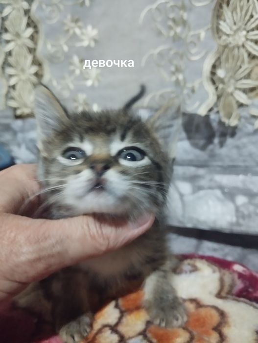 Отдам персидских котят