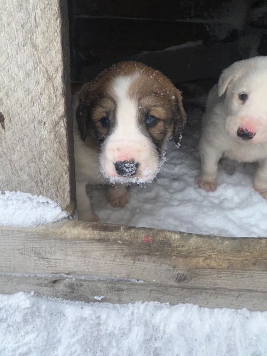 Щенки алабая