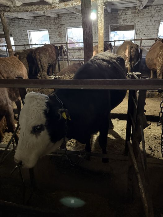 Семіз сиыр сатылады