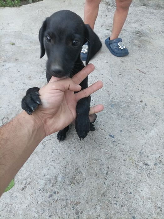 Spaniel охотник 150$