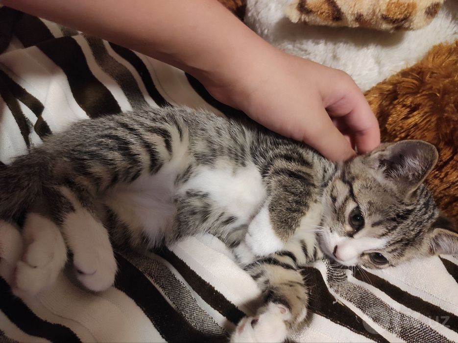 Бесплатно 4 котят (mushuk)