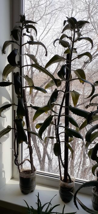 Каланхоэ лекарственный