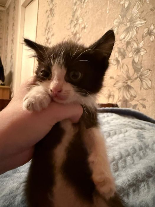 отдам котят СРОЧНО