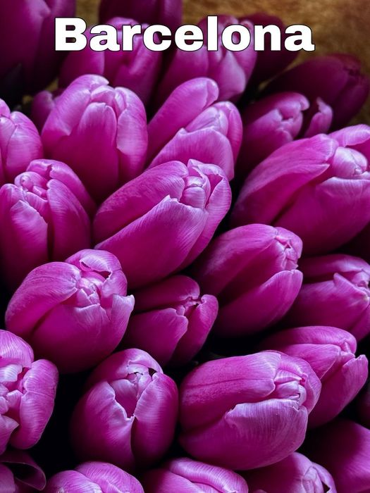 Тюльпаны Беларусь