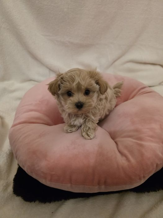 Pui Maltipoo Fetiță teacup