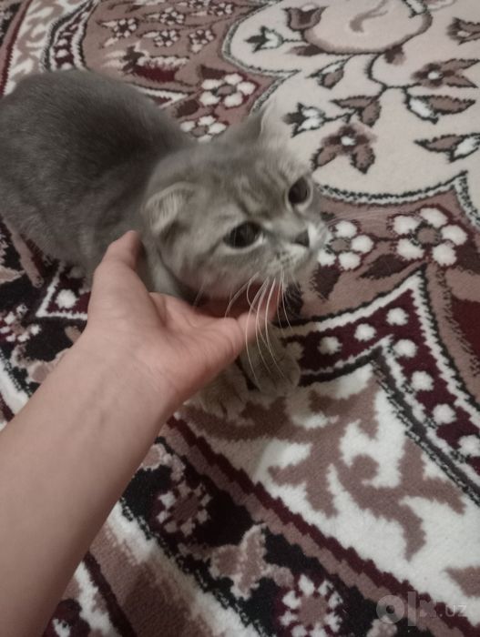 Scottish Fold,1,7 oylik yosh,urgochi Emlangan,toza, soglom va nasabli