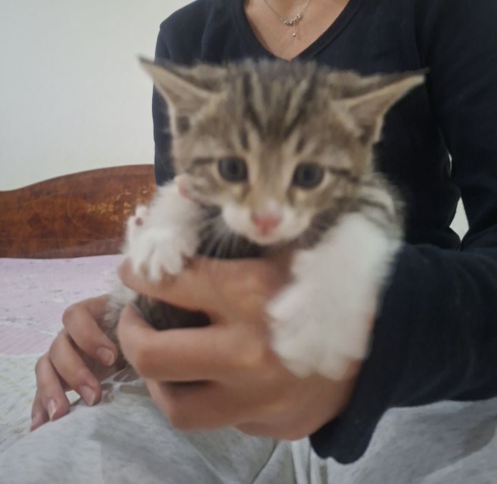 Отдам в хорошие руки котята