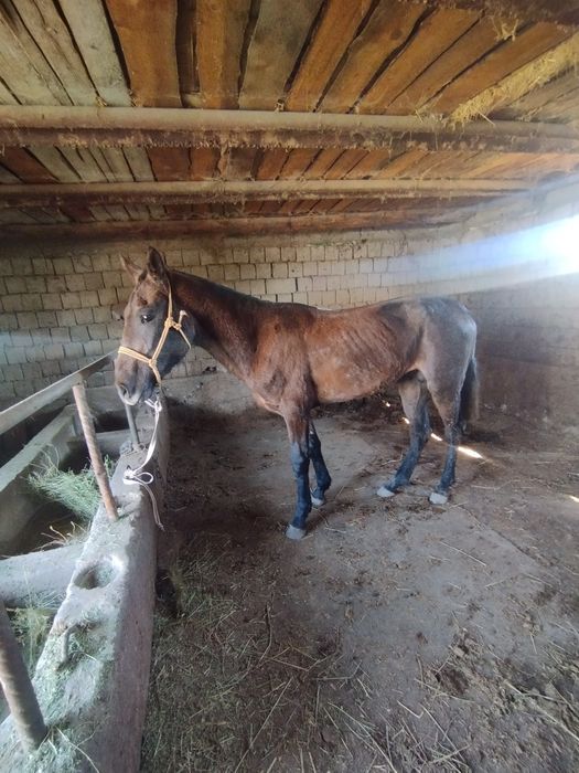 2 жасар ат бар жуас