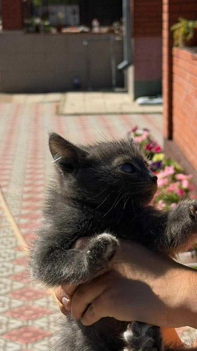 Котенок бесплатно в добрые руки