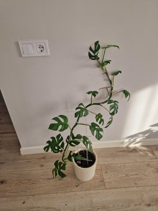 Рафидофора монстера в горшке