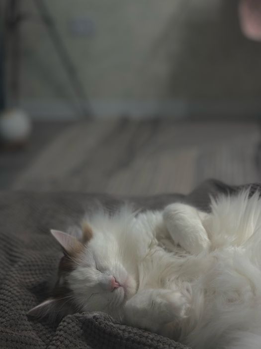 Кот 5 лет отадаю изза переезда