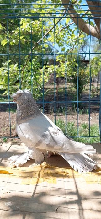 Голуби игровых кровей