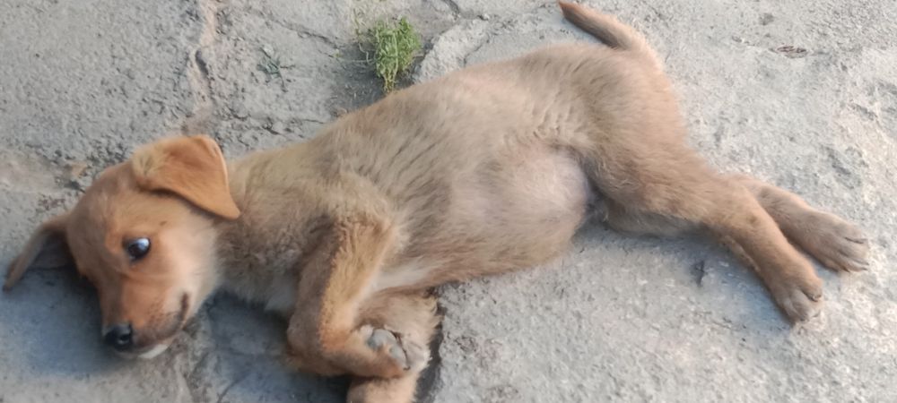 Отдам щенка в добрые любящие руки