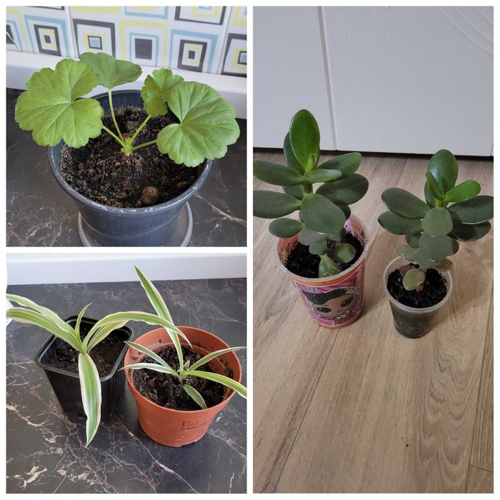 Молочай цветущий