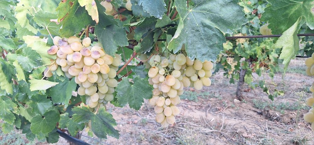 Продавам десертно грозде за ракия